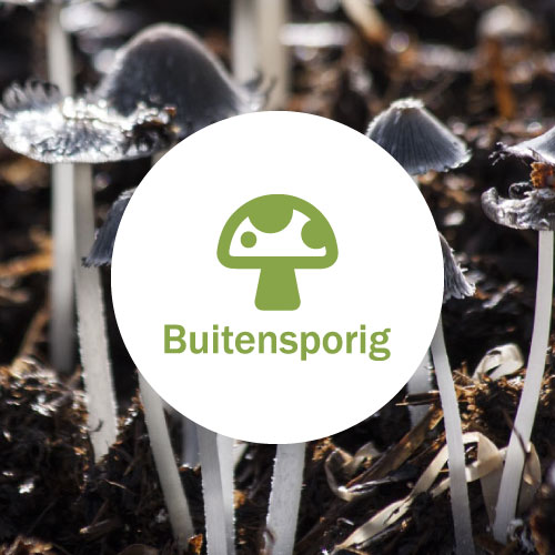 Website Buitensporig
