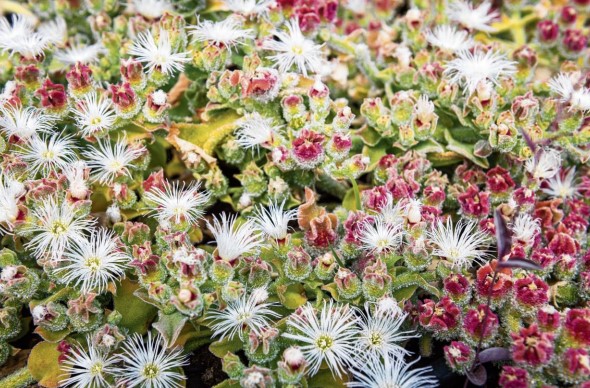 Zoute planten