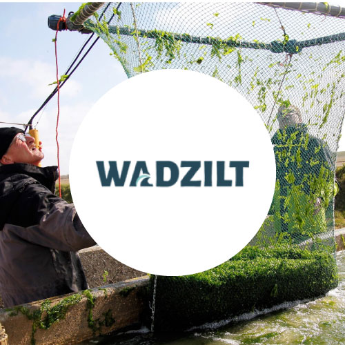 Website Wadzilt